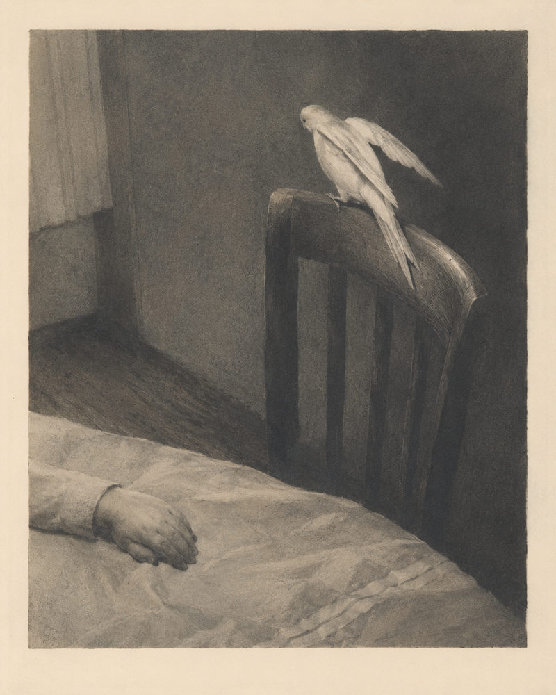 bird vigil: dove sketch, graphite charcoal figurative drawing, grey and cream, quiet bedroom