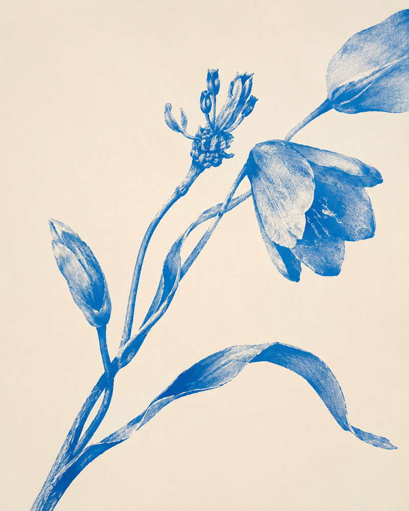 blue tulip: cobalt botanical lithograph, delft blue and cream, vintage flower, windblown tulip