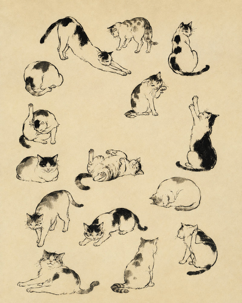 cat studies: sumi-e ink cat poses, many cats antique plate, aged paper feline studies