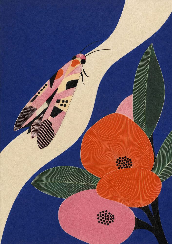 cobalt moth: mid century modern entomology, cobalt blue and orange poppy, retro graphic insect