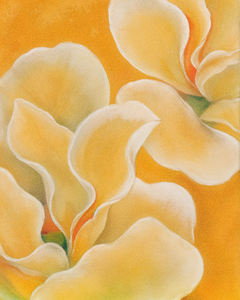 cream petals: abstract magnified petals, chalk pastel botanical, cream and saffron orange