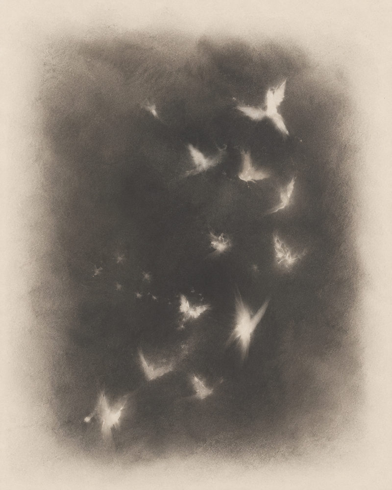 ghostly birds: ethereal smoky, moody charcoal, dreamy dark bedroom