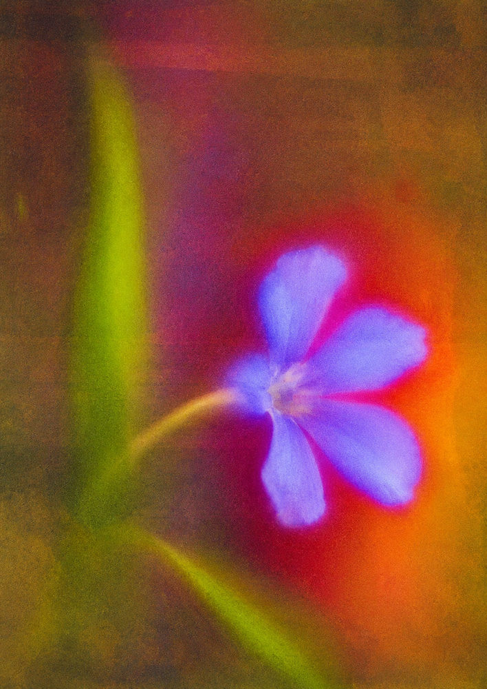glowing petals: dreamy macro floral, vivid botanical, bold bedroom