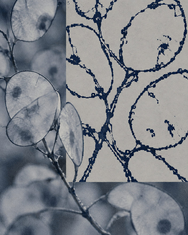honesty pods: lunaria photograph with a line drawn panel, mixed media collage, navy, blue-grey and stone grey