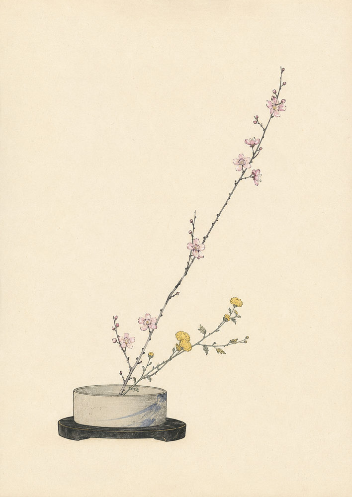 ikebana plum: ikebana flower arrangement, pink and yellow on cream, antique ink wash