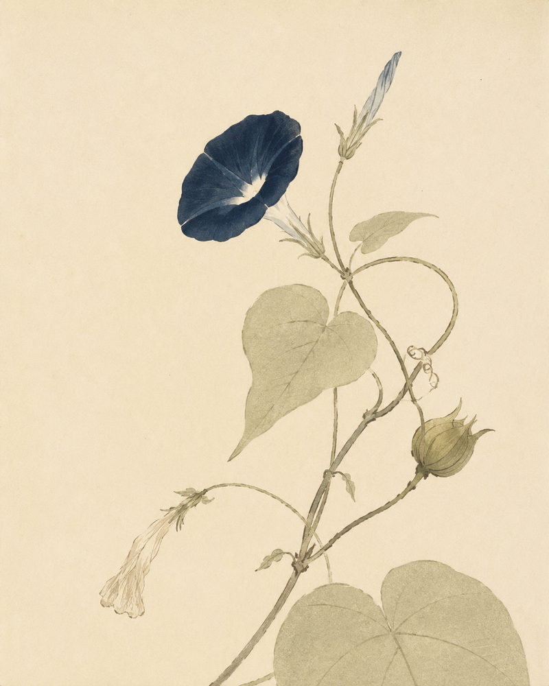 morning glory: japanese botanical watercolor, indigo blue flower on cream, asagao life cycle