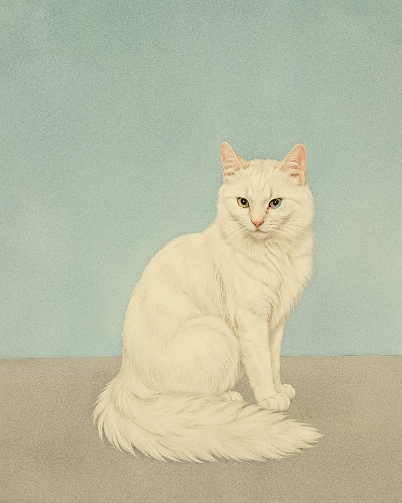 odd eyed cat: odd eyed cat, turkish angora cat portrait, vintage naturalist, colored pencil style