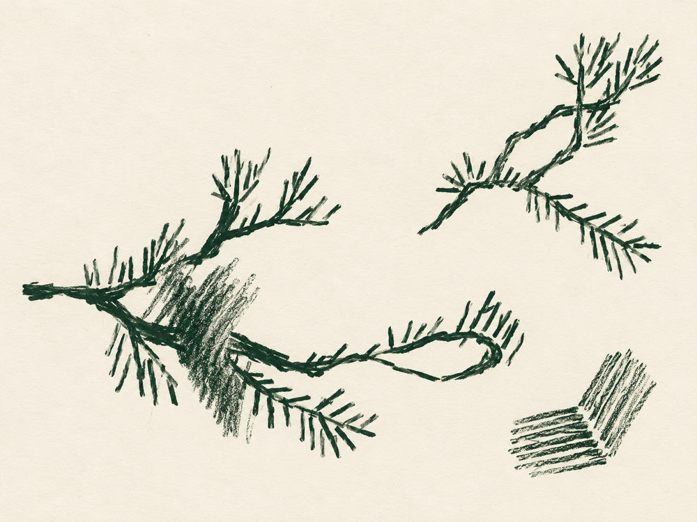 pine sprigs: two evergreen sprigs in forest green oil pastel on cream, loose botanical sketch