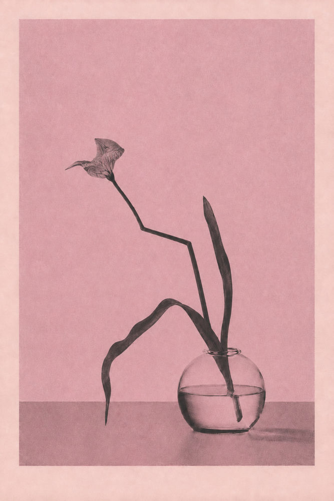 pink floral: dusty pink still life, minimalist japandi, mauve plum botanical vase