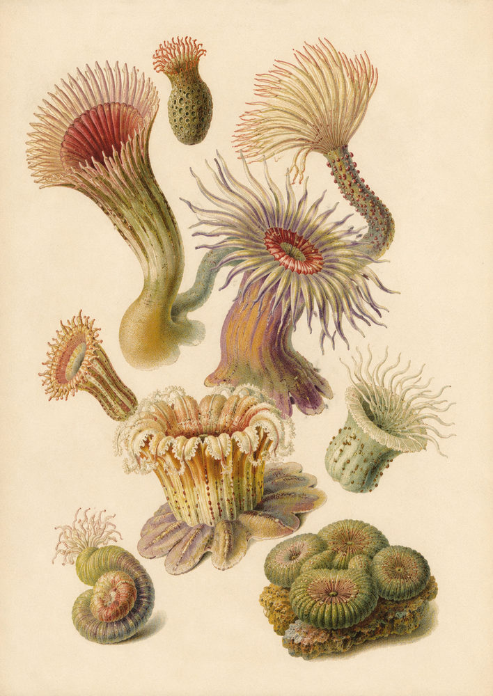 sea anemones: marine invertebrate, tube worm specimen chart, victorian chromolithograph style, sage green