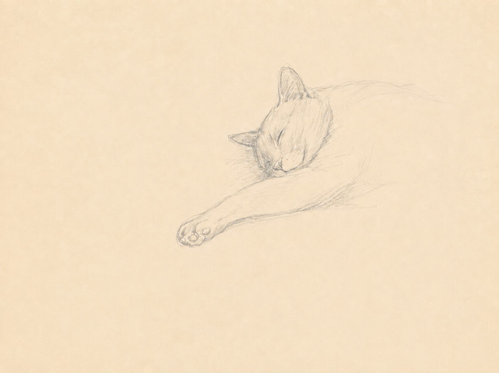 sleeping cat: graphite pencil cat drawing, minimal cat nap line, cream and grey