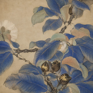 blue camellia