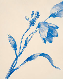 blue tulip