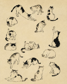 cat studies
