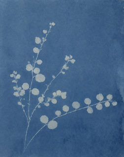 cyanotype branch