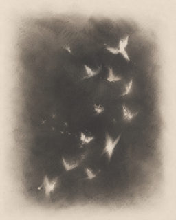 ghostly birds