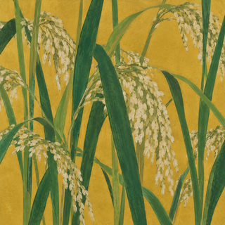 gold rice