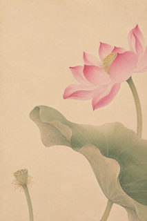 lotus seedpod
