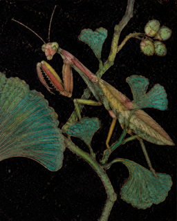 mantis ginkgo