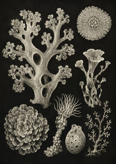 marine specimens