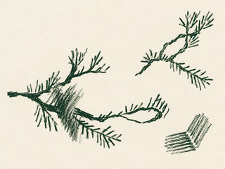 pine sprigs