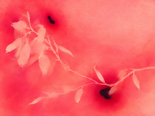 pink photogram