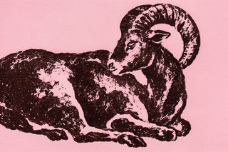 pink ram