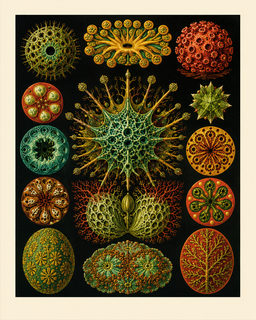radiolaria