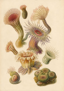 sea anemones