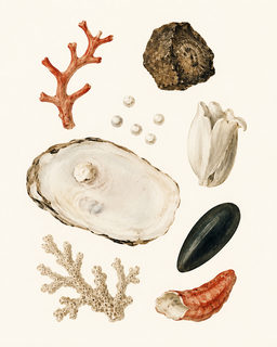 shell specimens