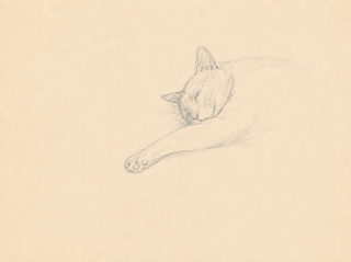 sleeping cat