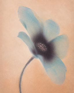 teal flower