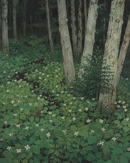 trillium marten