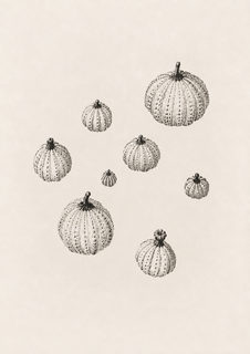 urchin plate