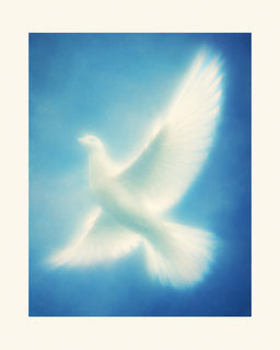 white dove