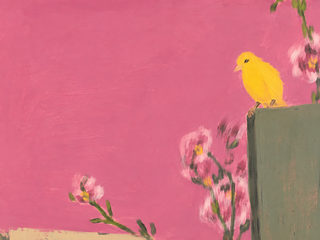 yellow finch